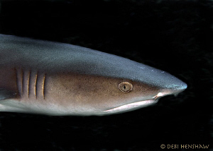 Curious White Tip taken in Sipadan by Debi Henshaw 